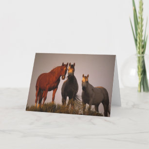 Carte Arabes au coucher du soleil