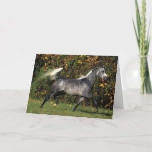 Carte Arabes en course : Automne