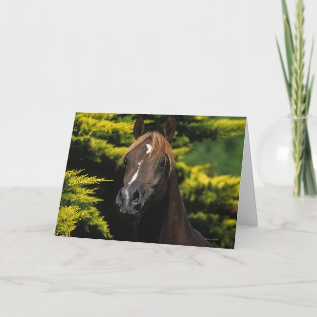 Carte Arabian Stallion (Devant)