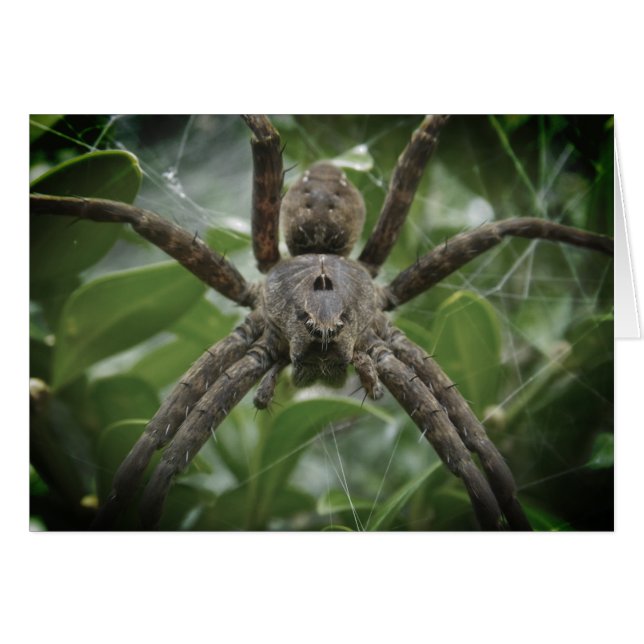 Carte Araignée d'Halloween (Devant horizontal)