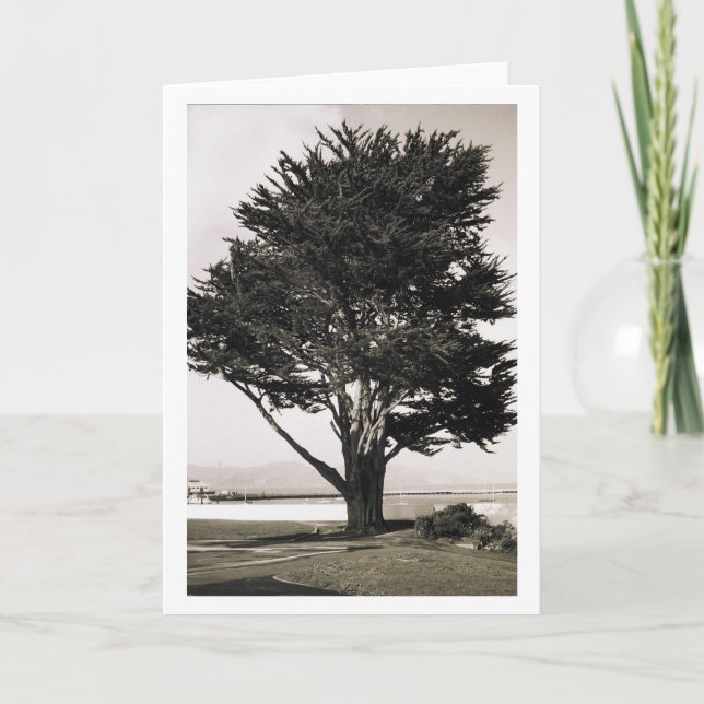 Carte Arbre (Devant)