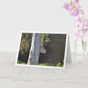 Carte Arbre à taureaux en Valence, Espagne, Espagne