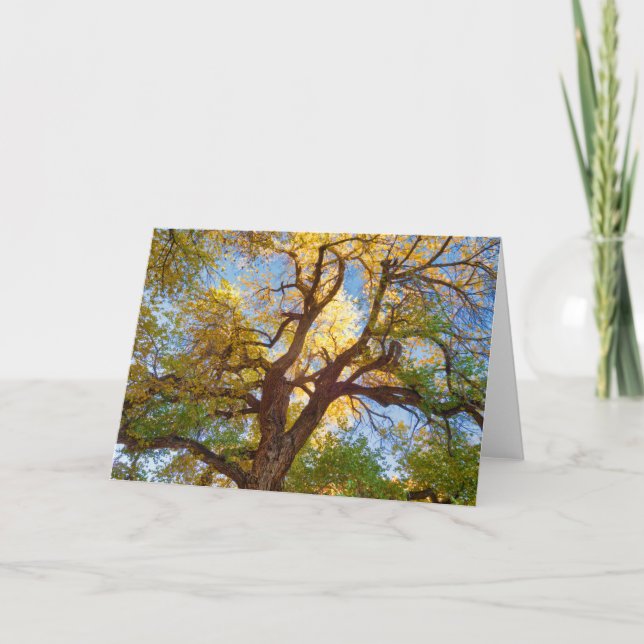 Carte Arbre de coton | Parc national de Capitol Reef, Ut (Devant)