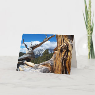 Carte Arbre de montagne vide à l'intérieur de toutes les