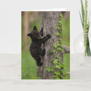 Carte Arbre d'escalade de CUB d'ours noir