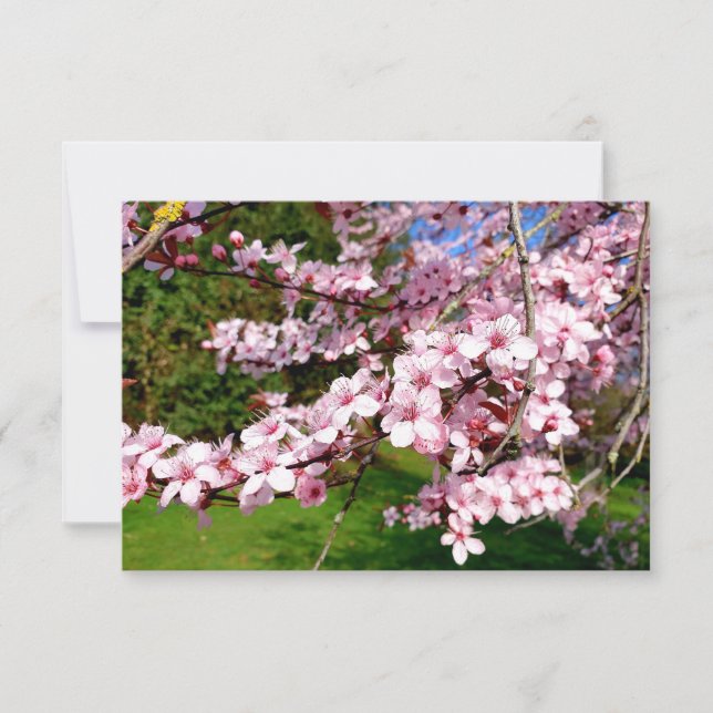 Carte Arbre Fleur de Cerisier dans le Parc (Devant)
