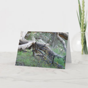 Carte Arbre tombé