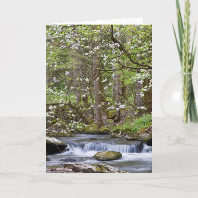 Carte Arbres à Dogwood | Great Smoky Mountain, Tennessee (Devant)