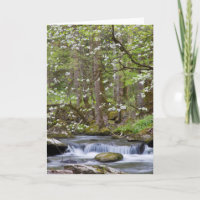 Arbres de cornouiller | Great Smoky Mountain, Tenn