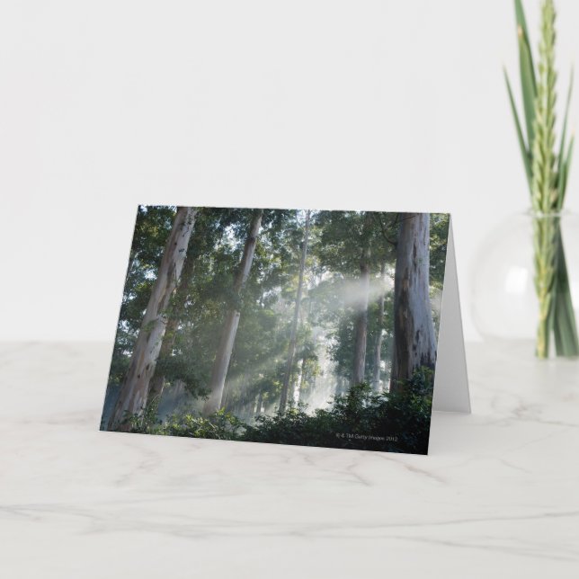 Carte Arbres de gomme (eucalyptus) dans la forêt (Devant)