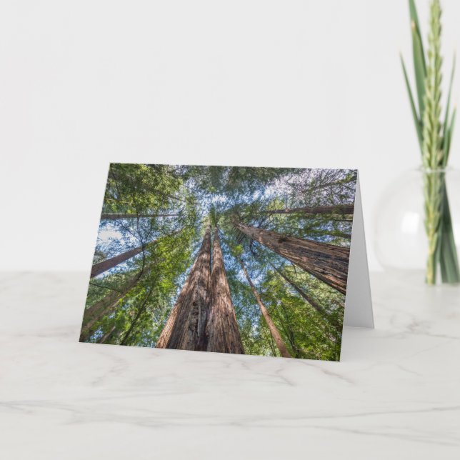 Carte Arbres de séquoia | Comté de Marin, Californie (Devant)