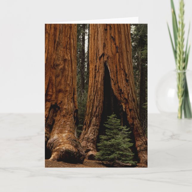 Carte Arbres Redwood, Parc national de Sequoia. (Devant)