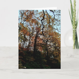 Carte Arbres, sur la rive