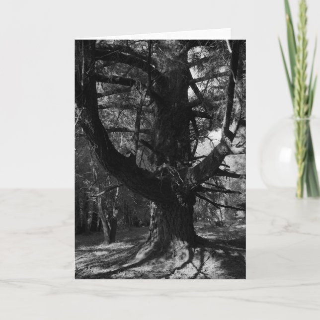 Carte Arbres, UC Santa Cruz, 1963 (Devant)