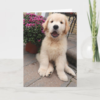 Carte Archie's Adventures Blank Gretting Card 5