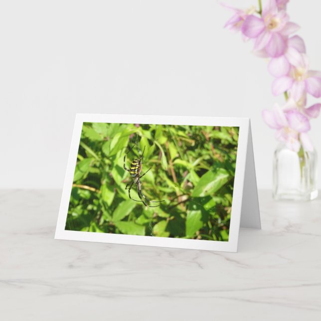 Carte Argiope bruennichi, Guêpe araignée, Araignée de ja (Orchidée)