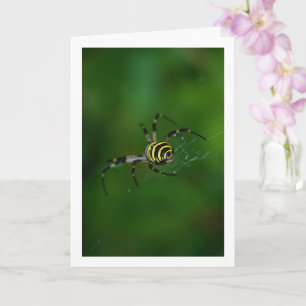 Carte Argiope bruennichi, Guêpe araignée, Araignée de ja