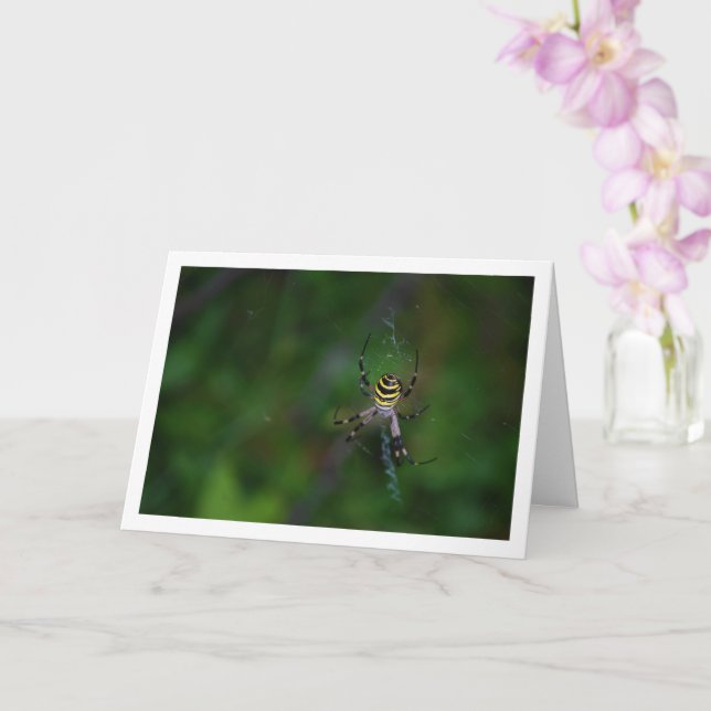 Carte Argiope bruennichi, Guêpe araignée, Araignée de ja (Orchidée)
