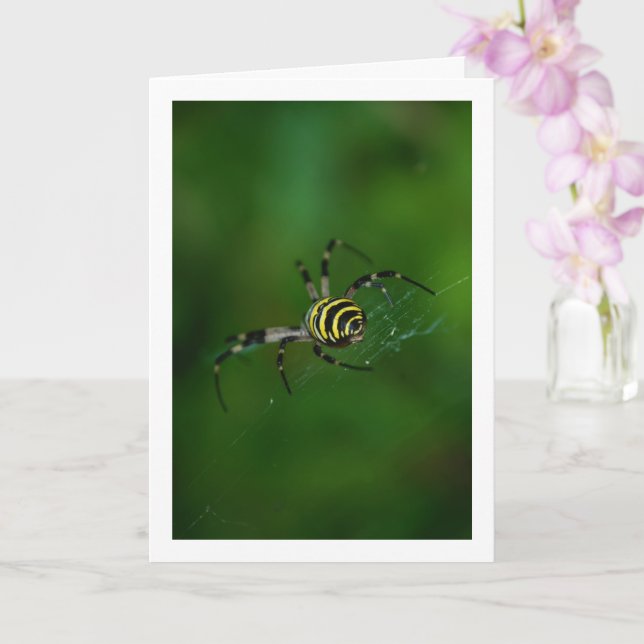 Carte Argiope bruennichi, Guêpe Araignée, Orb-weaver (Orchidée)