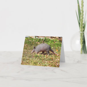 Carte Armadillo