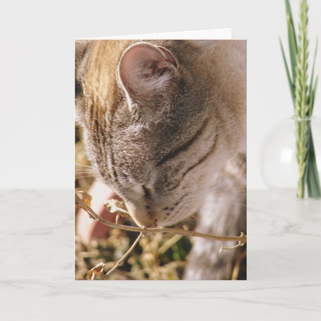 Carte Arrêtez et sentez les fleurs (Devant)