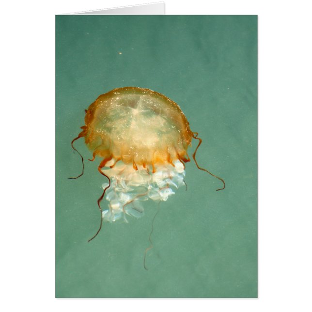 Carte Art Cadre Sea Nettle Jellyfish (Devant)