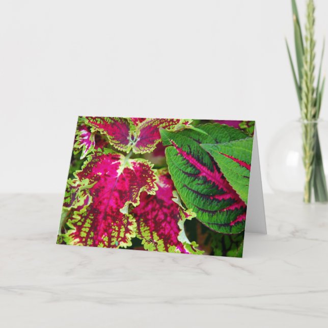 Carte Art de coleus (Devant)