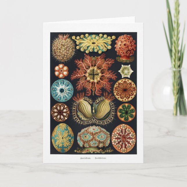 Carte Ascidiae Starfish Poster vintage d'oursin (Devant)