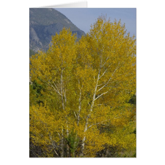 Carte Aspens d'or (Devant)