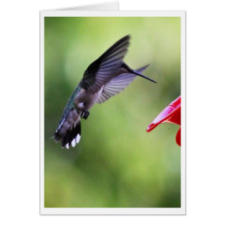 Carte Assistant Bébé Colibri