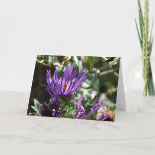 Carte Aster pourpre