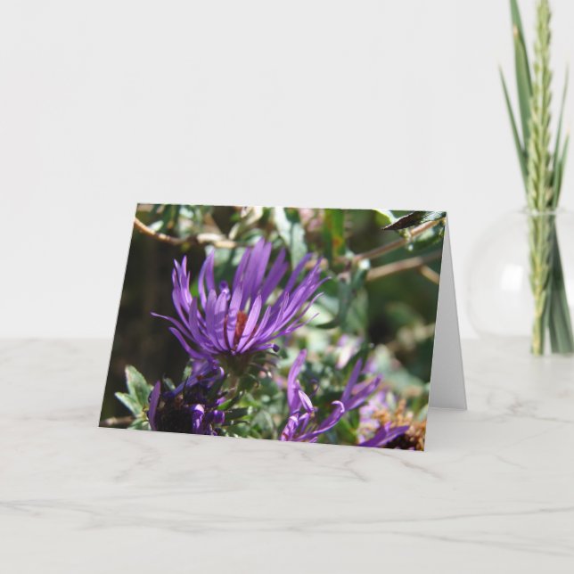 Carte Aster pourpre (Devant)