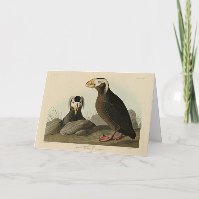Carte Audubon (Puffin) - Audubon's Birds of America (Devant)