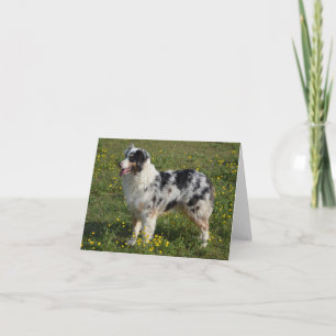 Carte Aussie Dog Hello Love, berger australien