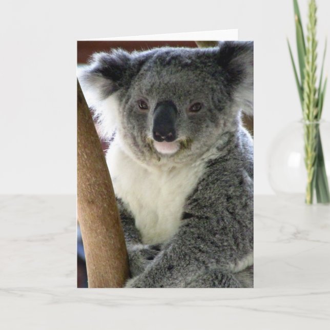 Carte aussie koala (Devant)