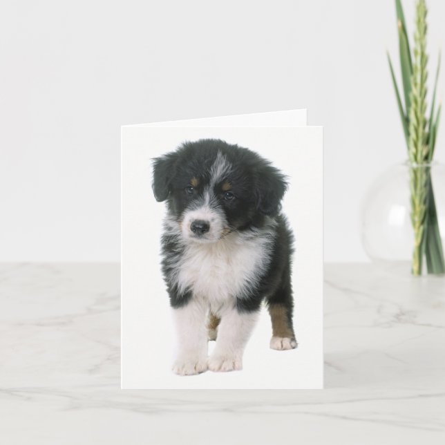 Carte Aussie Shepherd Aussie Puppy Dog Hello Love (Devant)