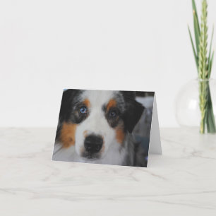Carte Australian Shepherd Happy Birthday Card