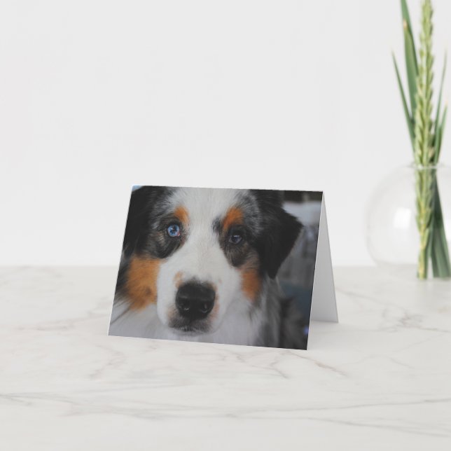 Carte Australian Shepherd Happy Birthday Card (Devant)