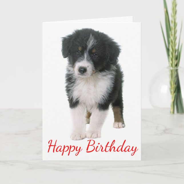 Carte Australian Shepherd Happy Birthday Puppy Dog (Devant)