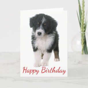Carte Australian Shepherd Happy Birthday Puppy Dog