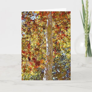 Carte Automne Sycamore Tree Art Note Card