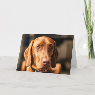 Carte avec motif "Magyar Vizsla"