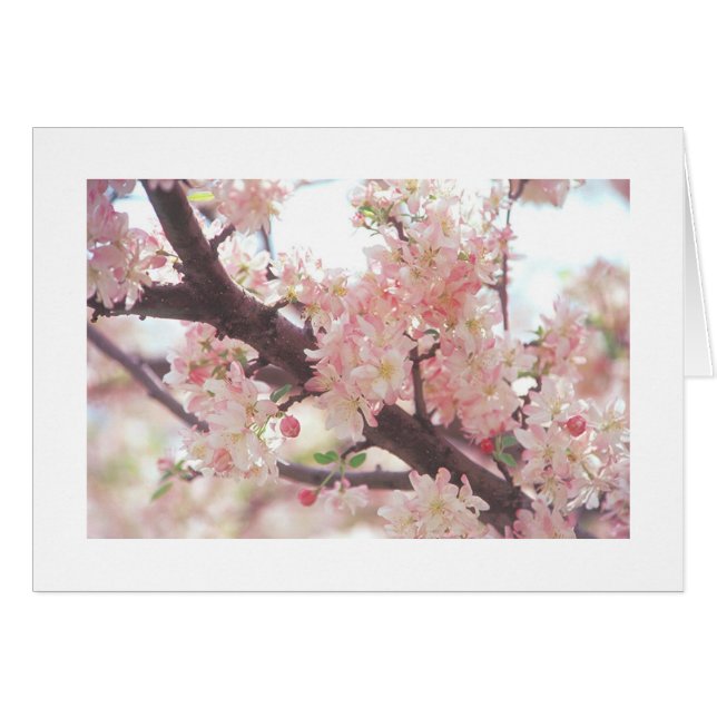 carte avec photo de branche d'arbre en fleurs (Devant horizontal)