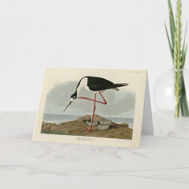 Carte Avocet à pattes longues des oiseaux d'Amérique d'A (Devant)