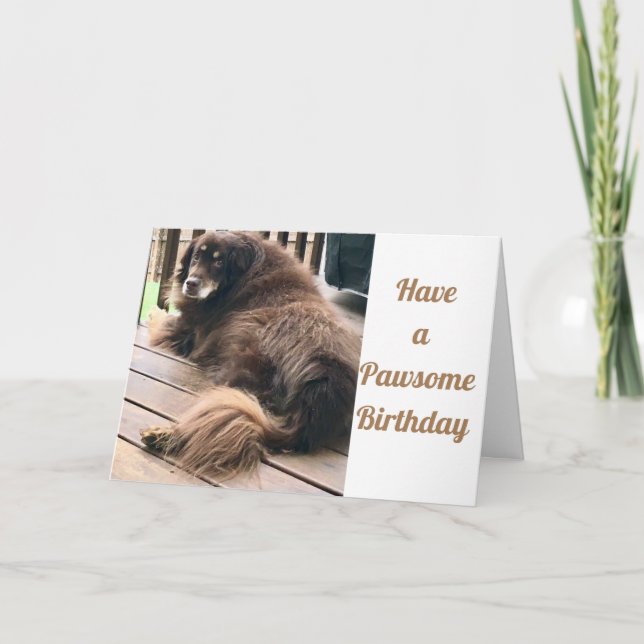 CARTE AVOIR UN **PAWSQUY ANNIVERSAIRE** (Devant)