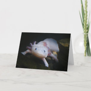 Carte Axolotl mexicain