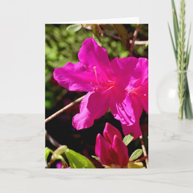 Carte Azaelea rose vierge (Devant)