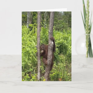 Carte Baby Girl Orangutan Secourt