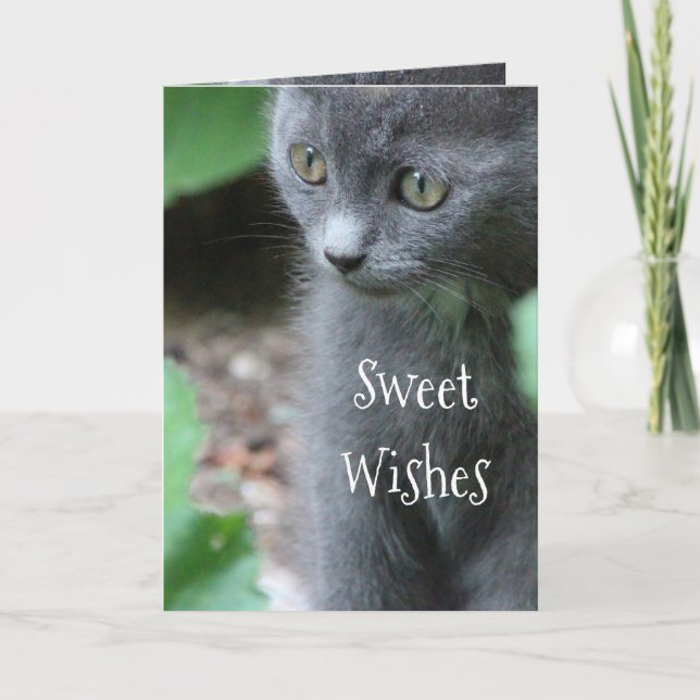 Carte Baby Grey Kitten (Devant)