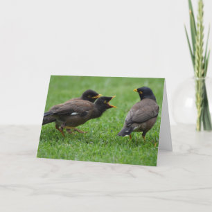 Carte Baby Mina Birds suppliant pour de la nourriture